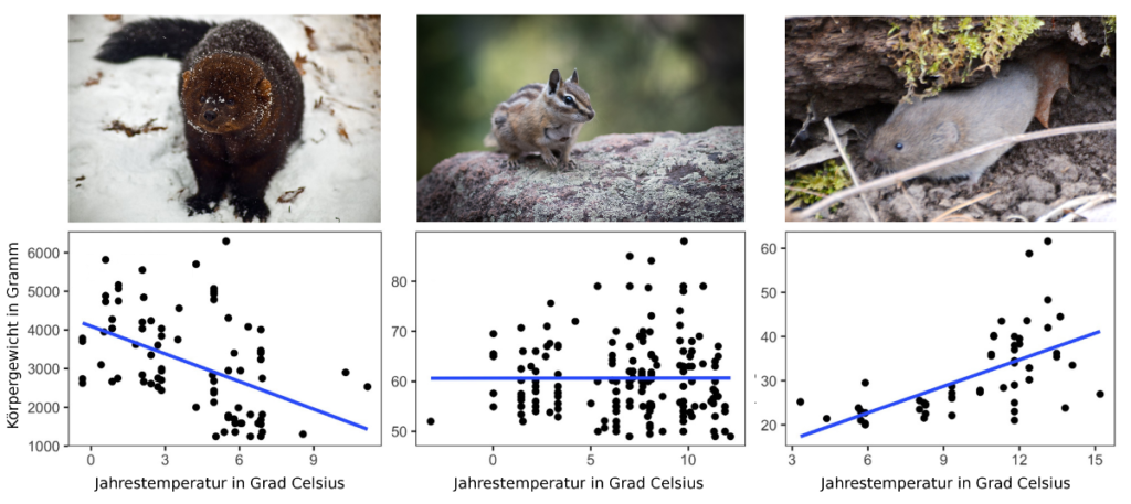 Beispiele dreier Tiere mit verschiedenen Abhängigkeiten Gewicht-Jahrestemperatur