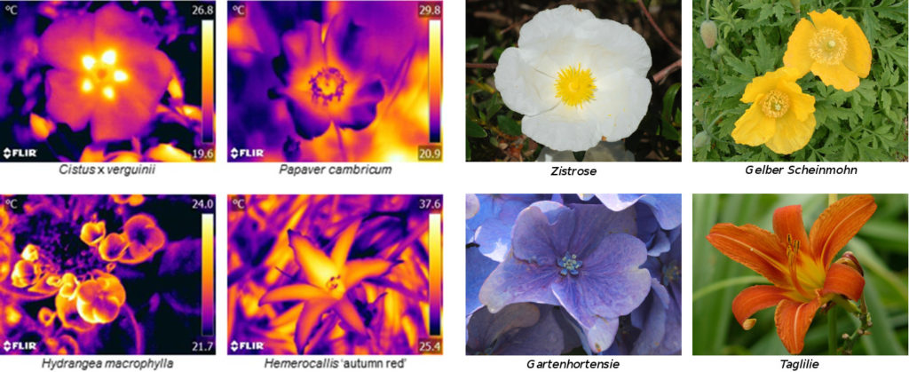 Bilder von vier Blüten in infrarotem und in sichtbarem Licht