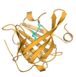 Computervisualisation der Struktur des β-lactoglobulin bzw. Bos d 5 aus dem Originalartikel, (CC BY 4.0)