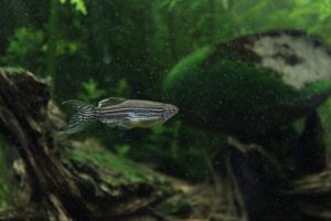 Zebrafisch