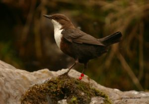 Wasseramsel auf einem Stein mit Ringmarkierungen am Fuß. (Foto: Andrew Mawby, 2008)