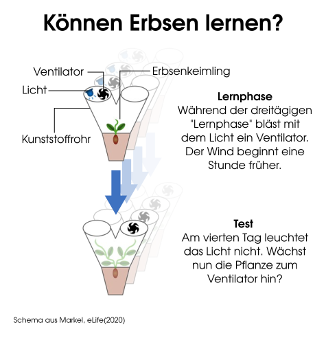 Aufbau des Experiments. Mit dem Ventilator sollen die Erbsen lernen, Wind- und kommende Lichtrichtung miteinander zu assoziieren. 