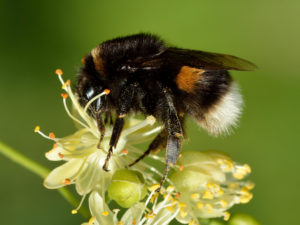 Hummel auf Blüte