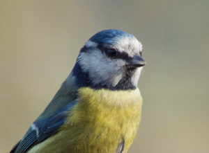 Blaumeise, aufgenommen im Süden Großbritanniens