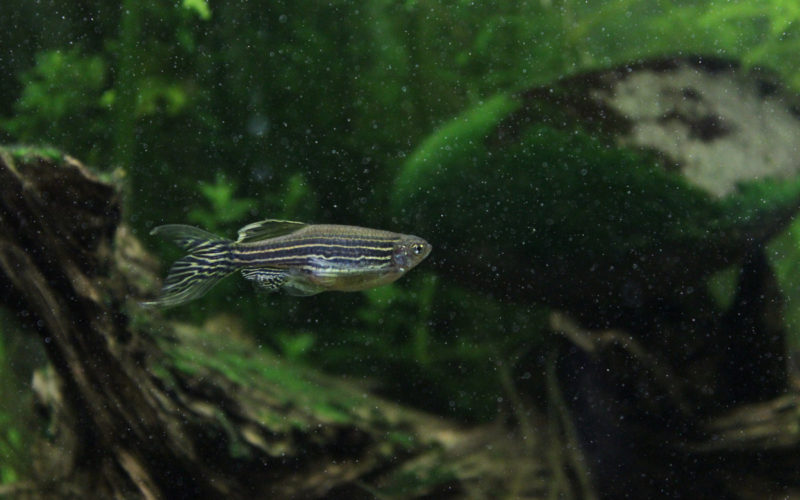 Zebrafisch