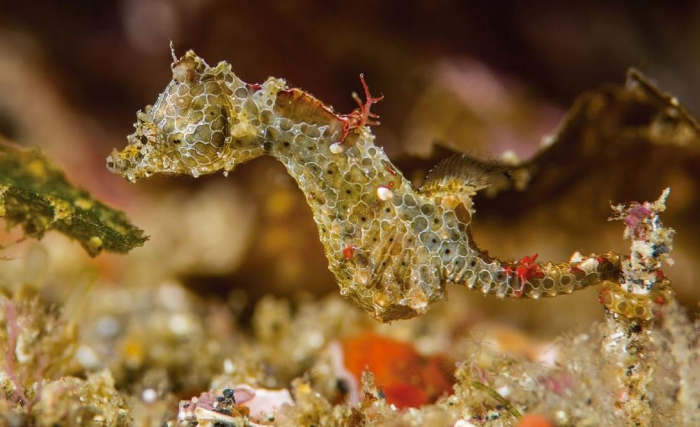 "Japanschwein" Seepferdchen, Hippocampus japapigu