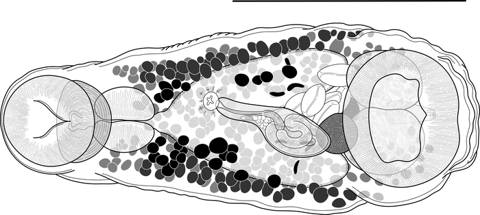 "Harter Typ"-Wurm Parallelolebes virilis. Der schwarze Strich über dem Wurm ist 0.5mm lang. 