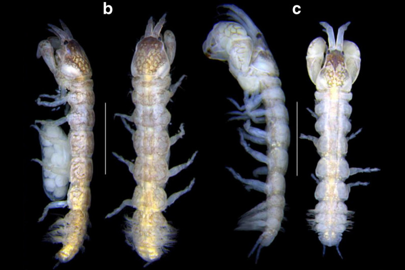 Stromatolithkrebs Sinelobus stromatoliticus