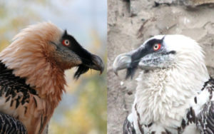 Zwei Bilder eines Bartgeiers, jeweils der Kopf mit Hals. Die weißen Federn auf dem linken Bild sind vom Ocker rostbraun gefärbt. Rechts ein Tier aus dem Moskauer Zoo, in dem offensichtlich kein Ockerbad zur Verfügung steht. Das Federkleid ist ungefärbt.