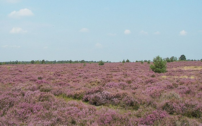 Lüneburger Heide