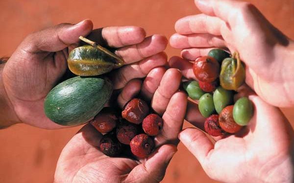 Zwei Paare Hände halten Obst und Gemüse aus dem Australischen Busch, sogenanntes "Bush Tucker"