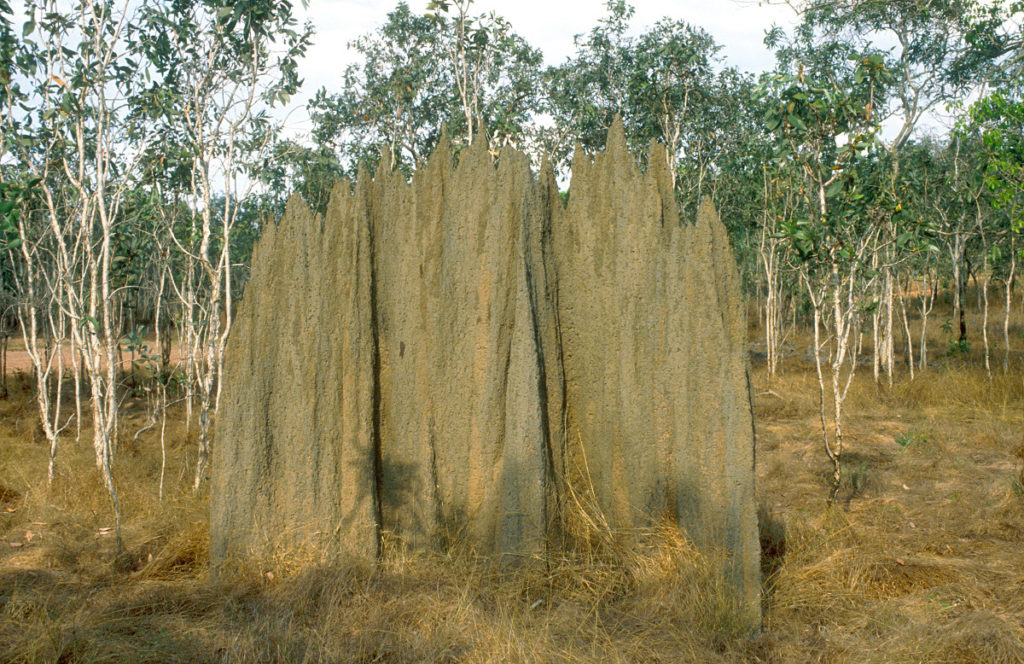 Termitenhügel im Arnhemland