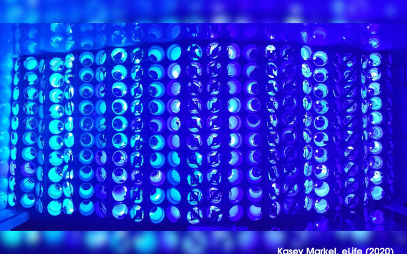 12 Reihen Y-förmiger Röhren in der Wachstumskammer von oben im blauen Licht der LEDs.