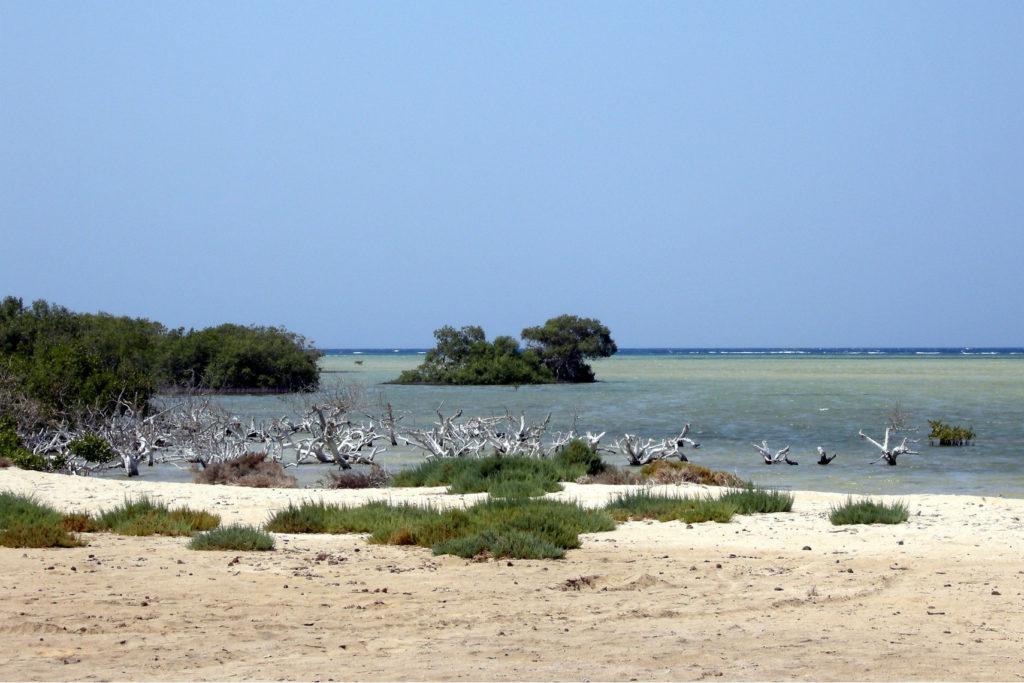 Blick vom Sandstrand auf das Meer. Kleine Bäume und Sträucher säumen die Küste. Mangroven.