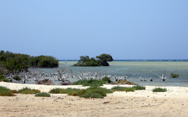 Mangroven am Roten Meer. Im Vordergrund Sandstrand, davor im seichten Wasser Lustwurzeln. Links stehen Mangrovenbäume.