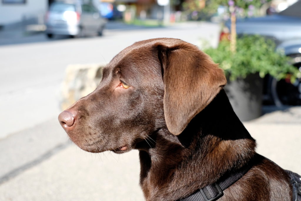 Labrador Sally ist nicht mit Parasiten der Leishmaniose infiziert und hat am Versuch auch nicht teilgenommen.