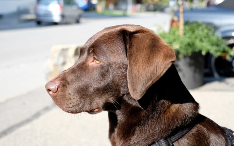 Labrador Sally. Ist nicht mit Leishmaniose infiziert und hat an der Studie nicht teilgenommen.