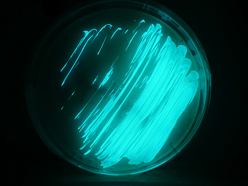 Kreisförmige Petrischale mit blaugrün leuchtender Bakterienkolonie der Art Photobacterium phosphoreum.