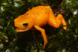 Orangefarbener Frosch auf Pflanzen