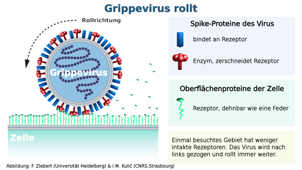 Schema: Kreisförmiger Querschnitt durch Grippevirus. Darunter eine Zelle auf der viele kleine Rezeptoren stehen. An der Virushülle haften zwei Proteine, eines klebt mit Rezeptor zusammen, das andere zerschneidet die Rezeptoren.