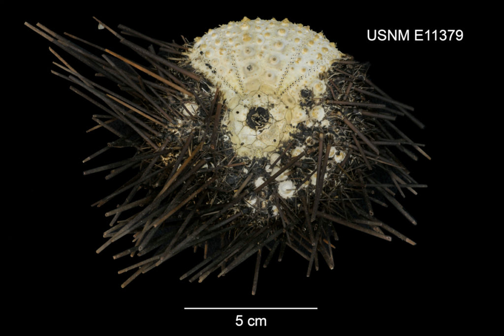 Weiße Kugel, etwa 6cm Durchmesser. Drei Viertel der Oberfläche sind mit ca. 5cm langen Stacheln besetzt. Ein Seeigel auf schwarzem Grund. Kennzeichnung des Museums: USNM E11379.