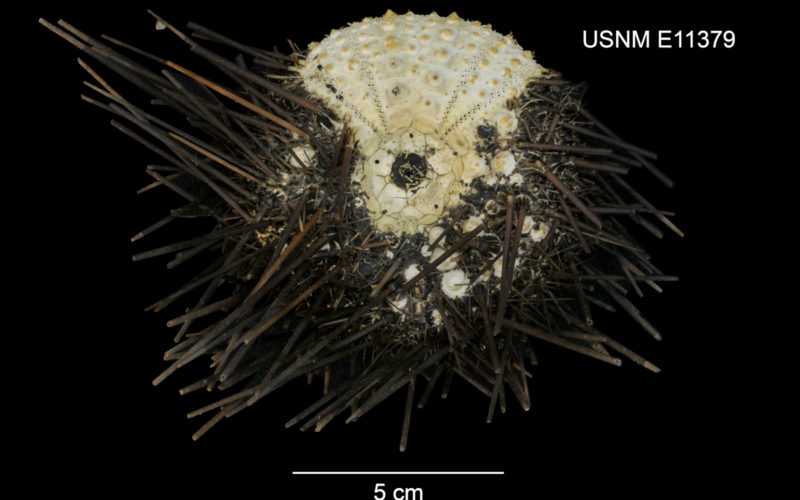 Weiße Kugel, etwa 6cm Durchmesser. Drei Viertel der Oberfläche sind mit ca. 5cm langen Stacheln besetzt. Ein Seeigel auf schwarzem Grund. Kennzeichnung des Museums: USNM E11379.
