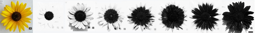 Fotos von Blüten der Sonnenblume. Eine im sichtbaren Licht (gelbe Blütenblätter, brauner Teller) und sieben Aufnahmen im ultravioletten Licht mit zunehmender Schwärzung der Blütenblätter.  