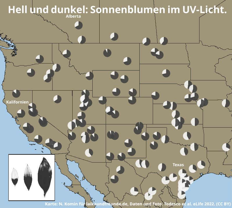 Karte der USA, Nordmexikos und Südkanadas. Kreisdiagramme am Ort der Herkunft zeigen wie groß der Hell- und Dunkelanteil an den Blütenblättern ist.