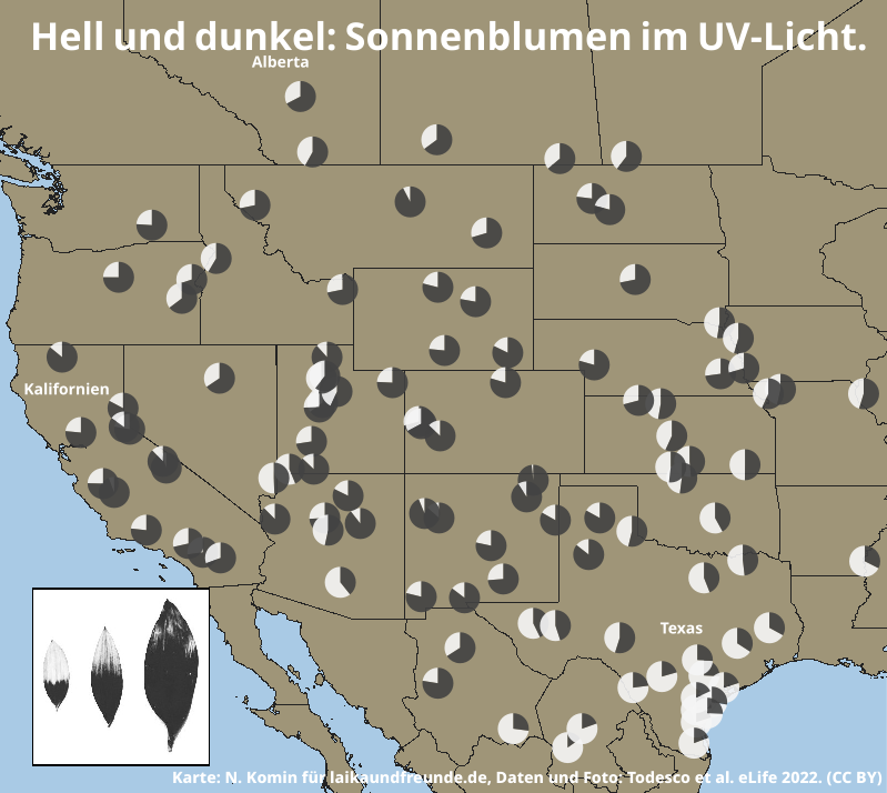 Karte der USA, Nordmexikos und Südkanadas. Kreisdiagramme am Ort der Herkunft zeigen wie groß der Hell- und Dunkelanteil an den Blütenblättern ist. 