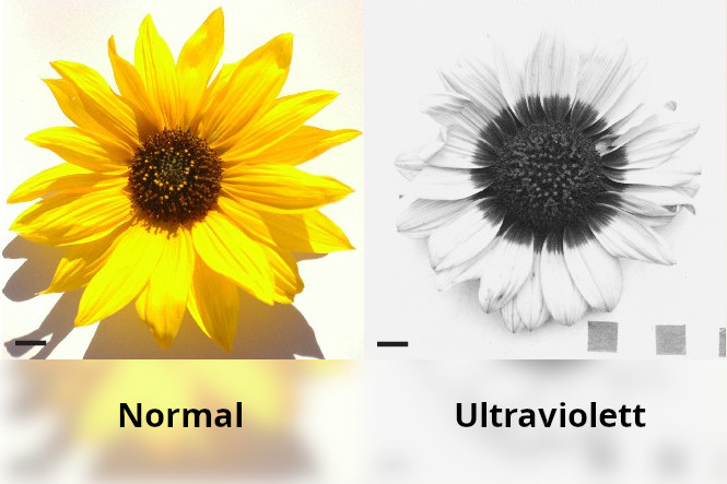 Fotos einer Sonnenblume, links normal (brauner Teller, gelbe Blütenblätter). rechts unltraviolett (s/w, Teller und Teile der Blütenblätter dunkel, Rest hell)