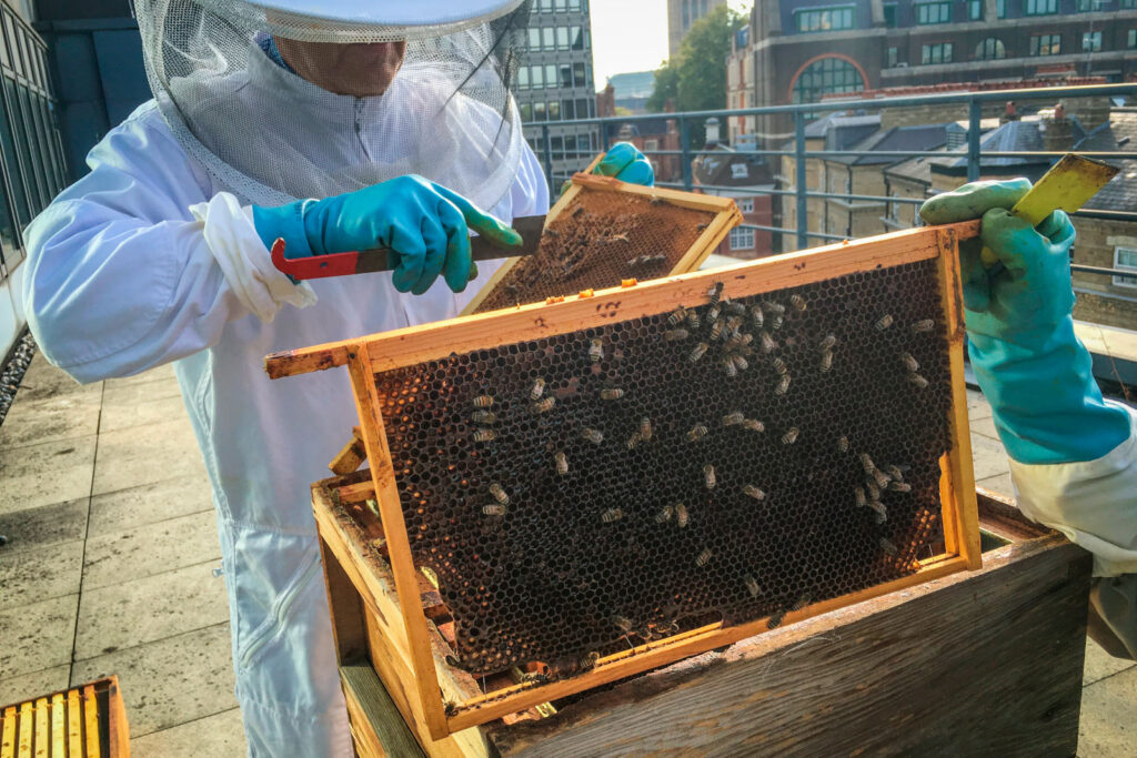 Jemand in weißem Schutzanzug arbeitet an einem Bienenstock auf dem Dach eines Hauses inmitten der Stadt.