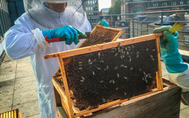 Jemand in weißem Schutzanzug arbeitet an einem Bienenstock auf dem Dach eines Hauses inmitten der Stadt.