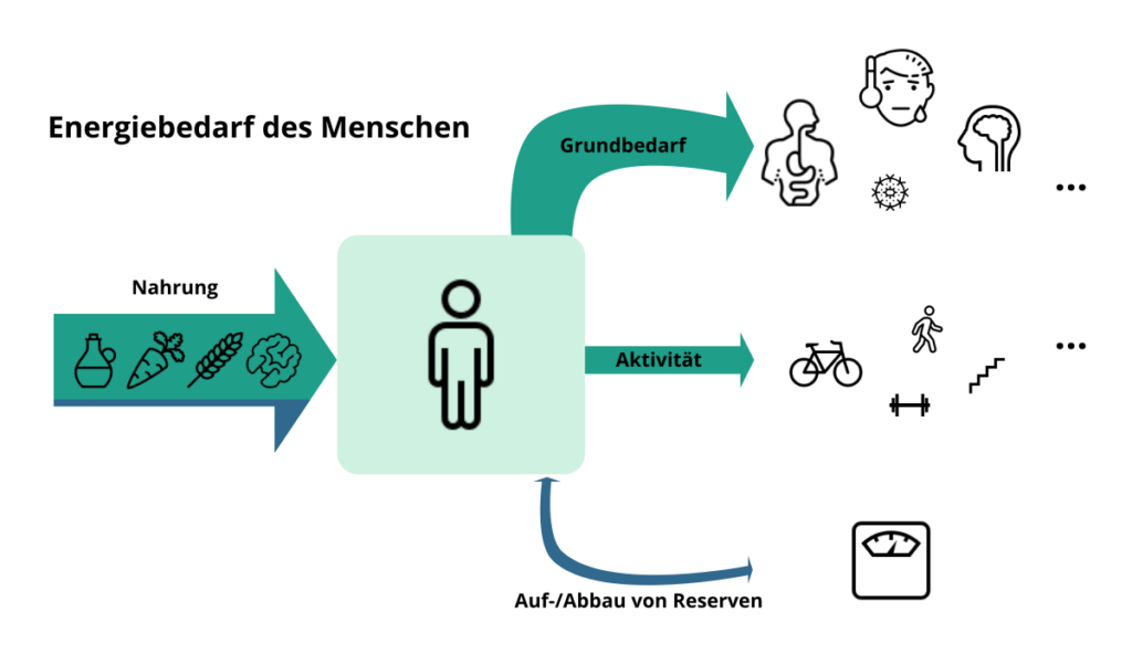 Schema des menschlichen Energiebedarfs. Der größte Teil ist der Grundbedarf, notwendig zum Beispiel für Verdauung, Erhalt der Körpertemperatur, Hinraktivität und Immunsystem. Ein kleinerer Teil wird für Aktivitäten benötigt: Fahrradfahren, Laufen, Gewichtheben, Treppensteigen und so weiter. Die Differenz führt zum Auf- oder Abbau von Reserven (Körpergewicht).