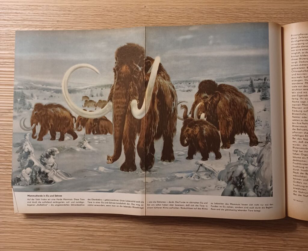 Photo of a page in a book showing a Mammoth herd in a snowy landscape.