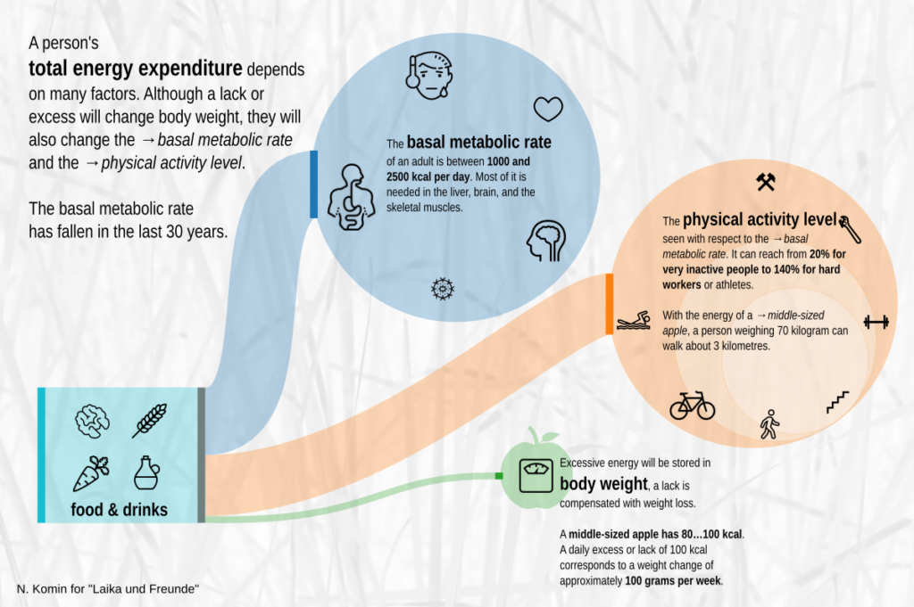 Infographic splitting the energy from food and drinks into "basal metabolic rate", "physical activity level" and "body weight".