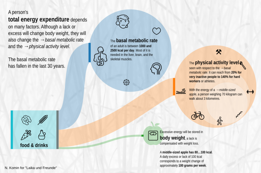 Explainer: metabolic needs of human bodies.