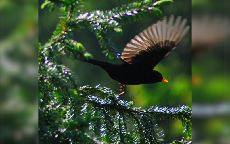 Schwrazer Vogel mit gelbem Schnabel und ausgebreiteten Flügeln hebt von dem Zweig eines Nadelbaumes ab.