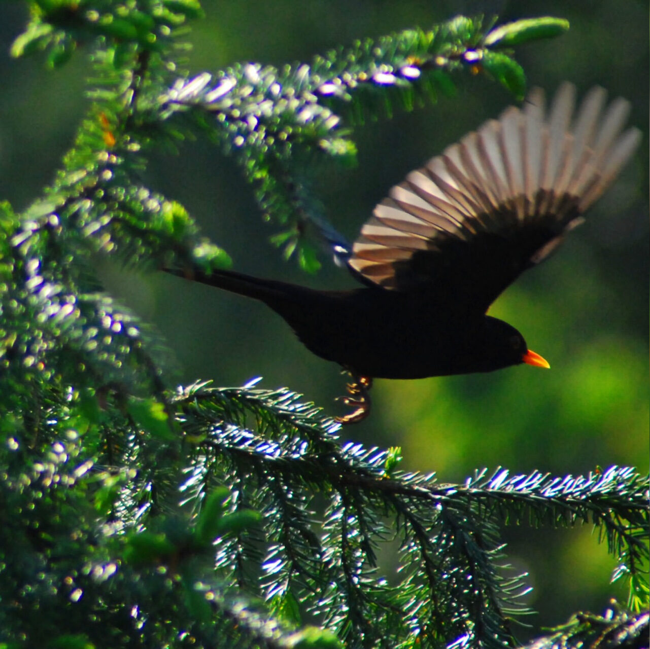 Schwarzer Vogel mit gelbem Schnabel und ausgebreiteten Flügeln hebt von dem Zweig eines Nadelbaumes ab.
